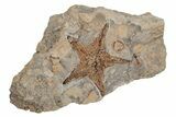 Ordovician Starfish (Petraster?) Fossil - Morocco #211420-1